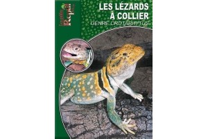 Les Lézards à collier - genre crotaphytus Guide Reptilmag
